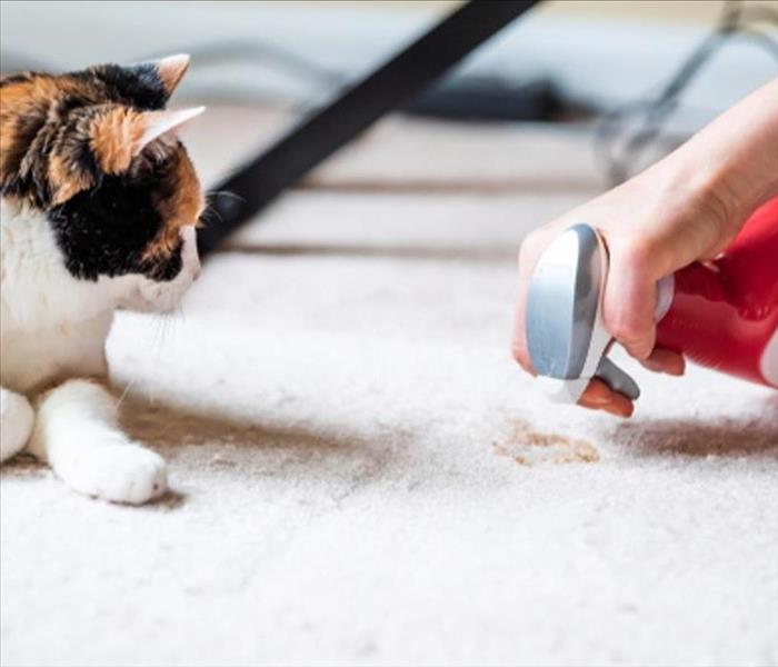 cat on carpet next to hand spraying cleaner